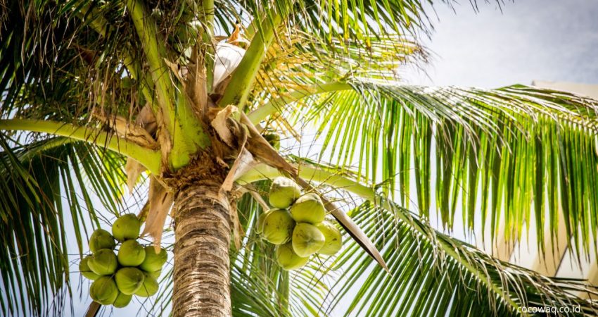 wakaf produktif kebun kelapa
